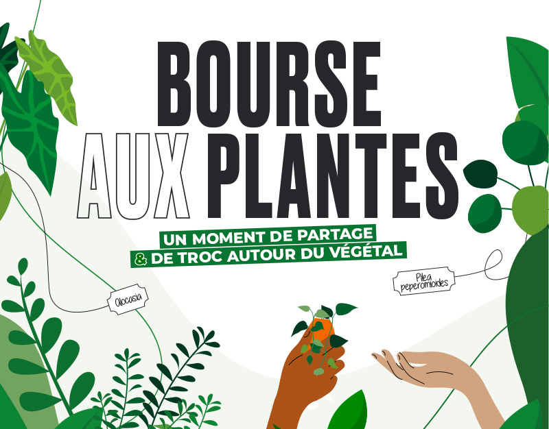 Bourse aux plantes : un moment de partage et de troc autour du végétal